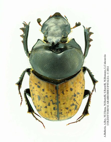 Onthophagus gibbulus gibbulus, maschio